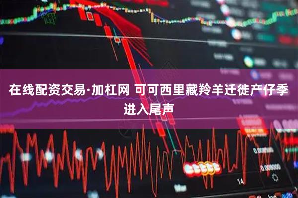 在线配资交易·加杠网 可可西里藏羚羊迁徙产仔季进入尾声