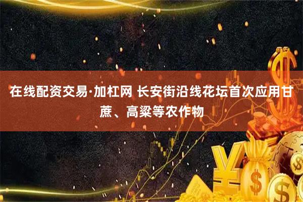 在线配资交易·加杠网 长安街沿线花坛首次应用甘蔗、高粱等农作物